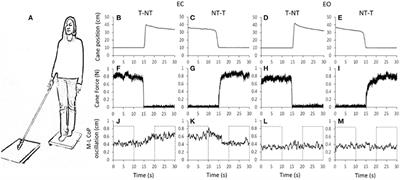 Haptic Cues for Balance: Use of a Cane Provides Immediate Body Stabilization